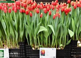 Tulipa Denmark ® (1)
